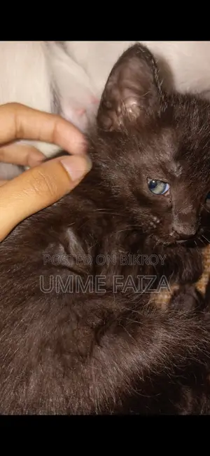 Cat for Adoption