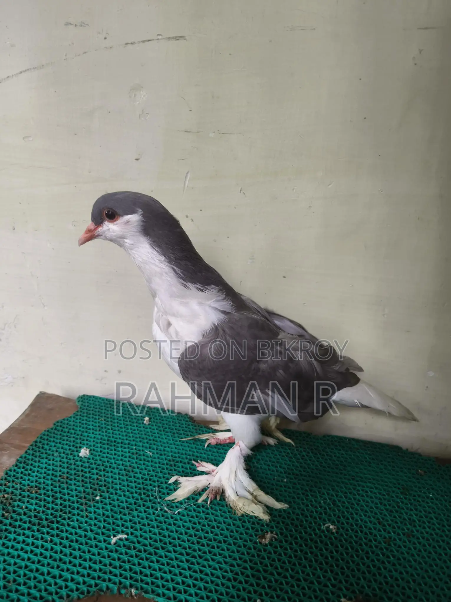 লাহোরি সিরাজী পুরুষ কবুতর