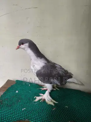 লাহোরি সিরাজী পুরুষ কবুতর