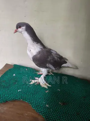 লাহোরি সিরাজী পুরুষ কবুতর