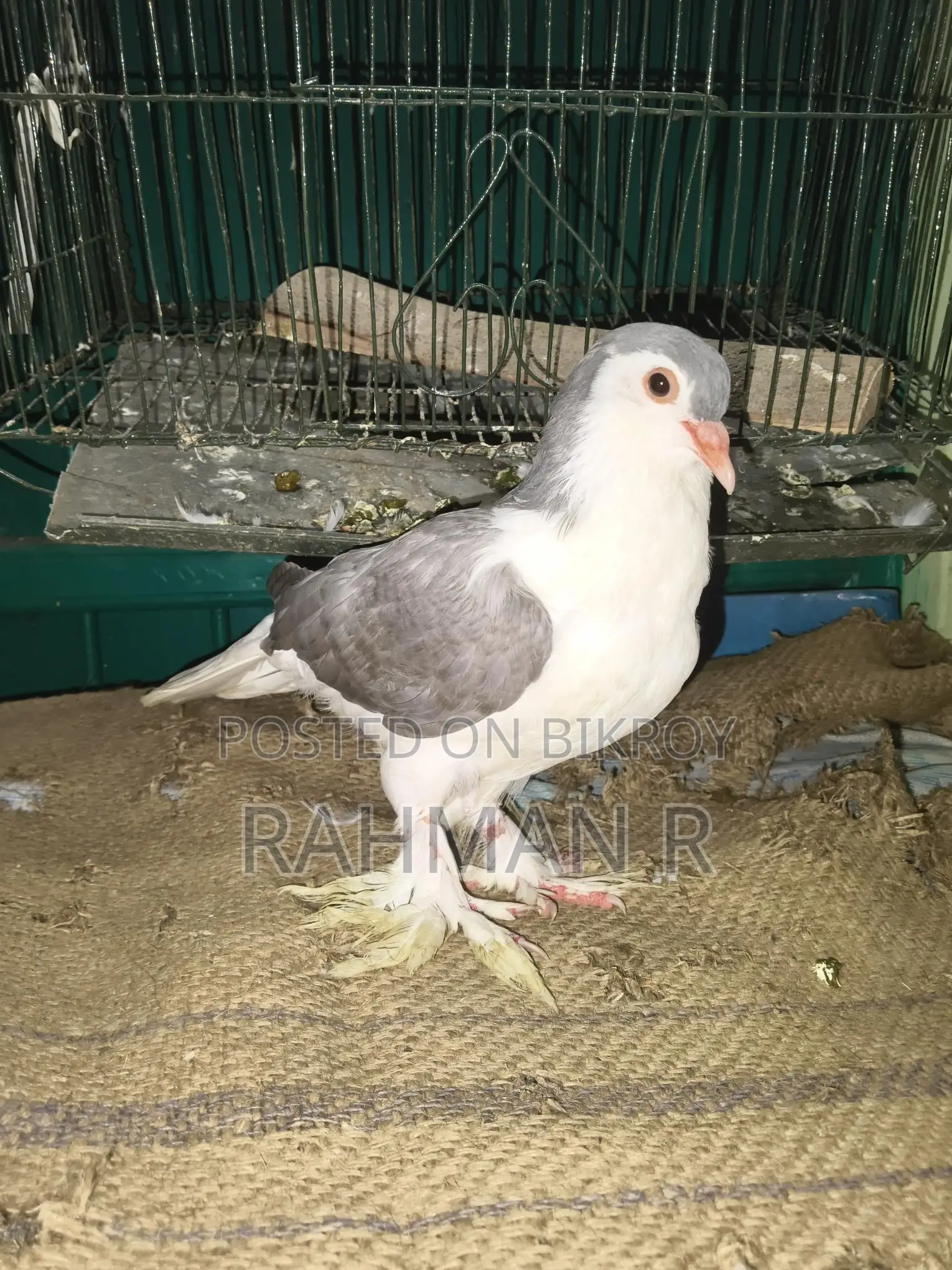 লাহোরি সিরাজী পুরুষ কবুতর