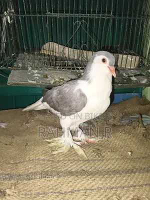 লাহোরি সিরাজী পুরুষ কবুতর