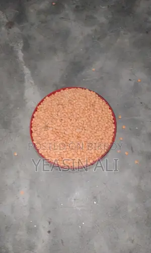 মুসুর ডাল