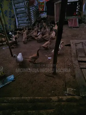 হাঁসের বিজ ডিম