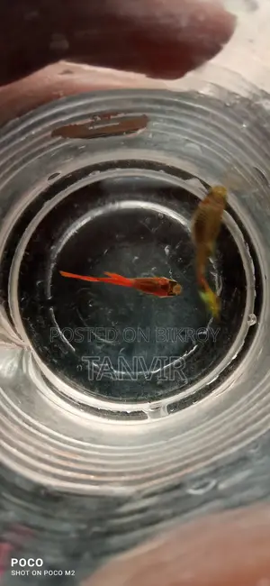 Redtail Platinum Dumbo Ear Guppy