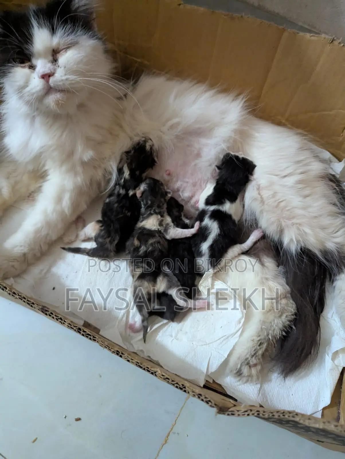 Mother with 4 kittens for urgent sale.