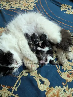 Mother with 4 kittens for urgent sale.