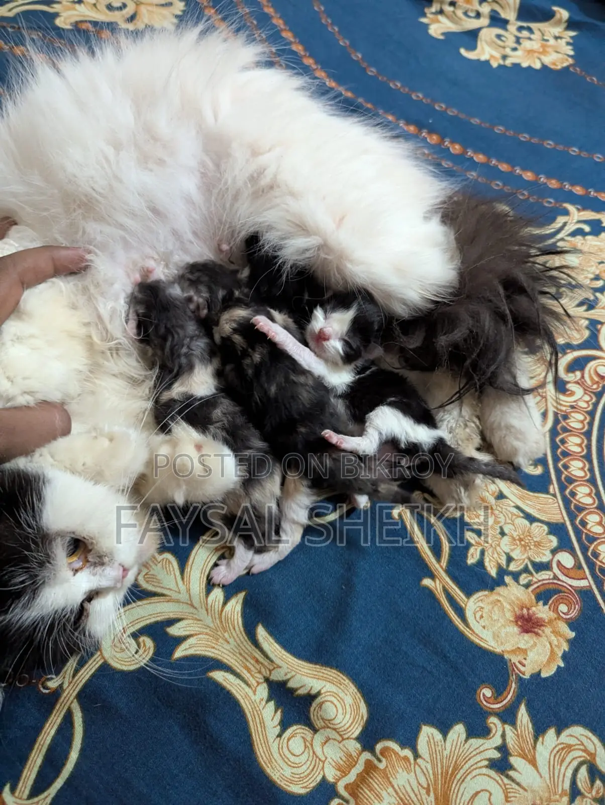 Mother with 4 kittens for urgent sale.