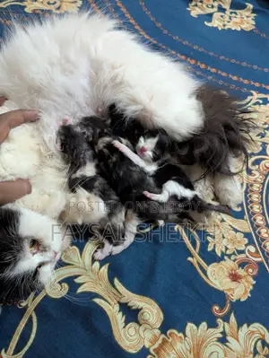 Mother with 4 kittens for urgent sale.