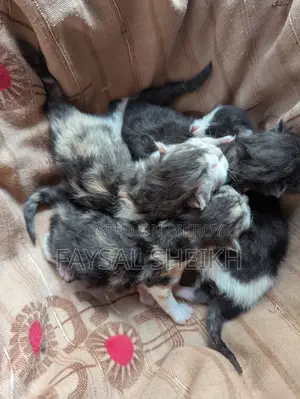 Mother with 4 kittens for urgent sale.