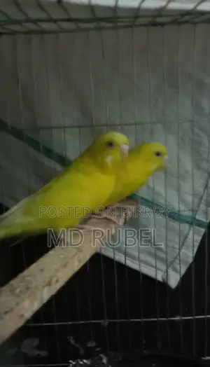 Yellow Color Red Eye Running Birds, Full Fresh, No Issues