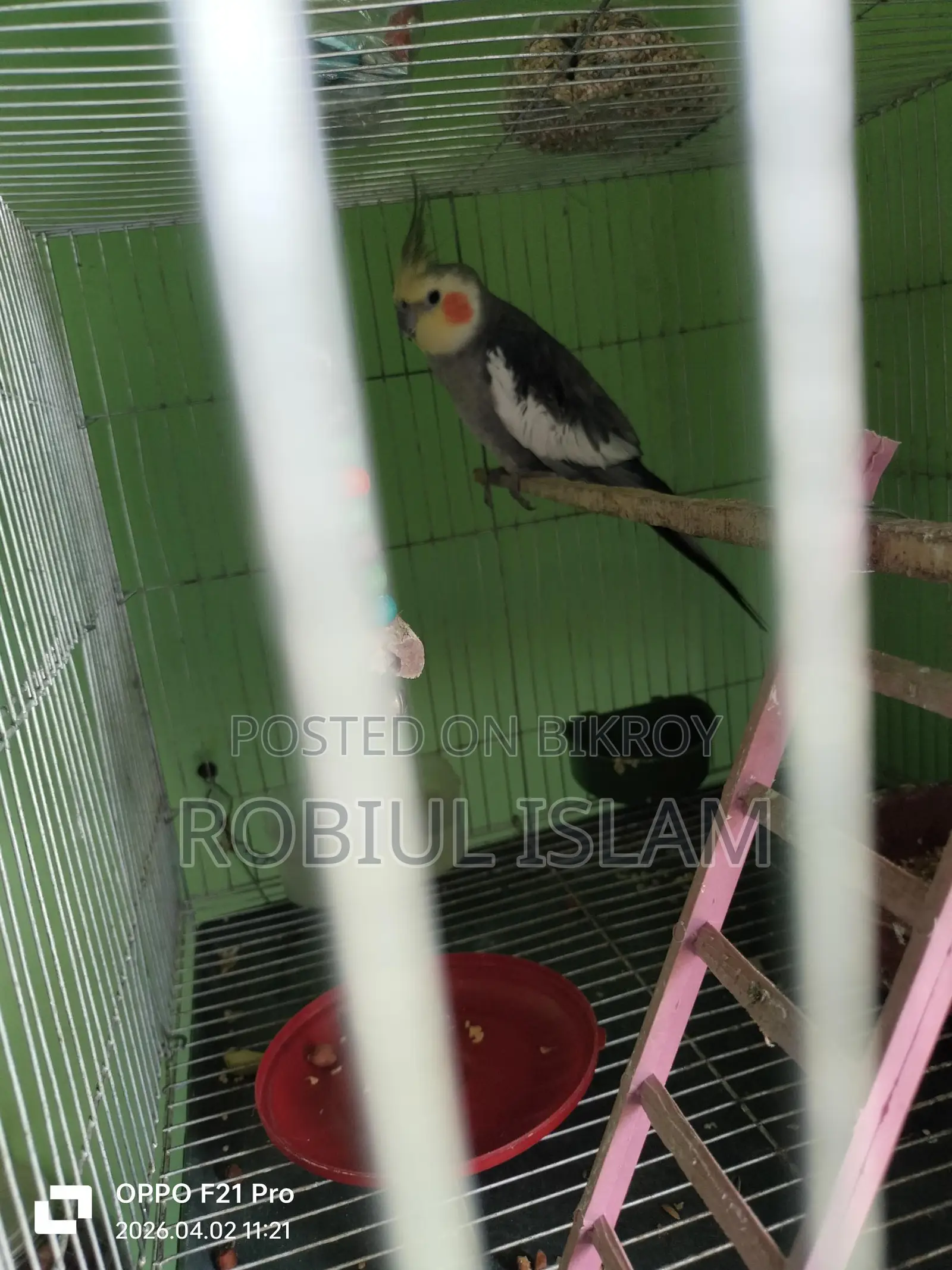1 Cockatiel Bird