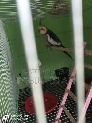 1 Cockatiel Bird