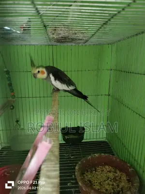 1 Cockatiel Bird