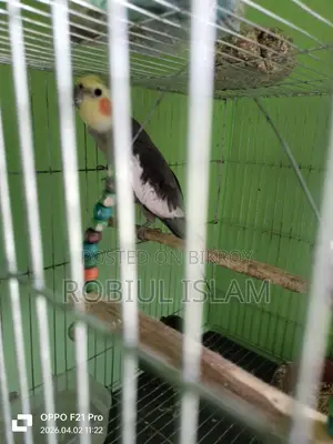 1 Cockatiel Bird
