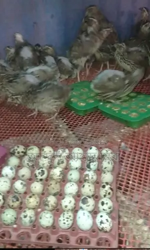 নিউ রানিং এডাল্ট কোয়েল পাখি বিক্রি করা হবে