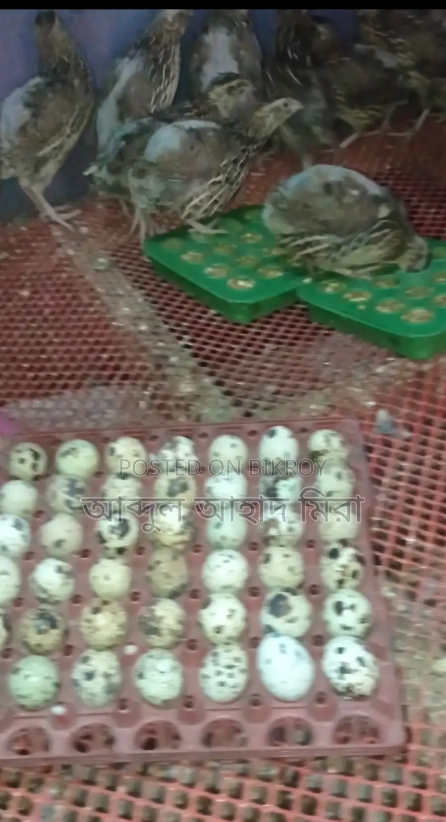 নিউ রানিং এডাল্ট কোয়েল পাখি বিক্রি করা হবে