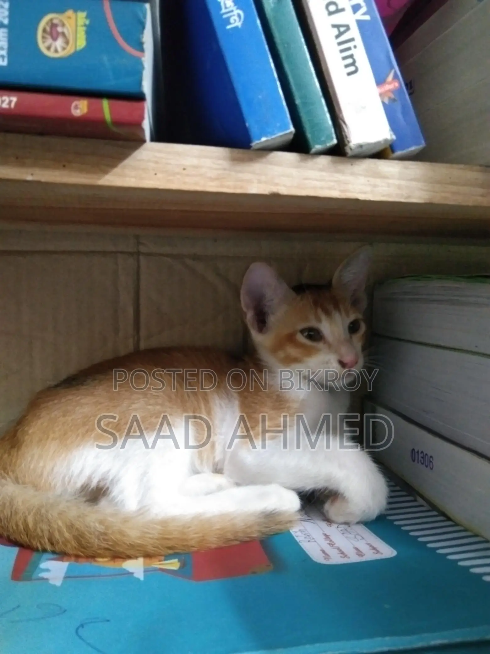 A Cat For Sale