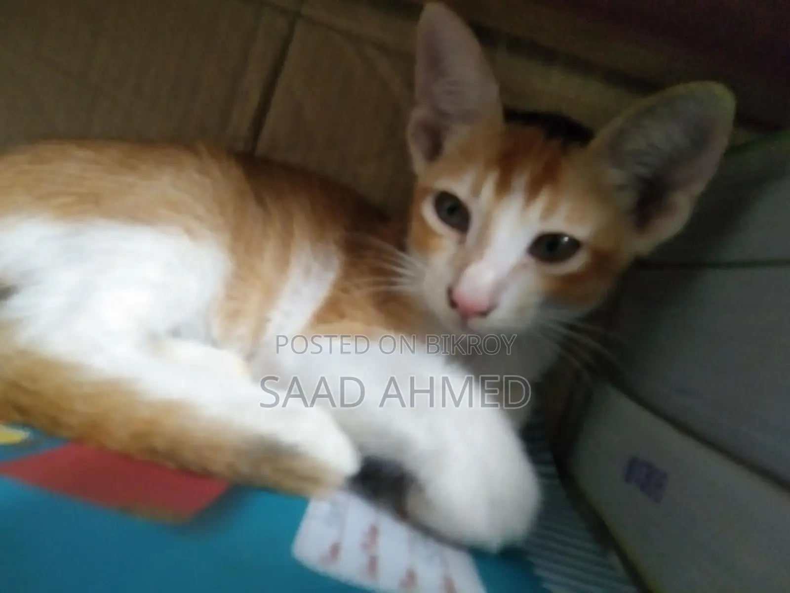 A Cat For Sale