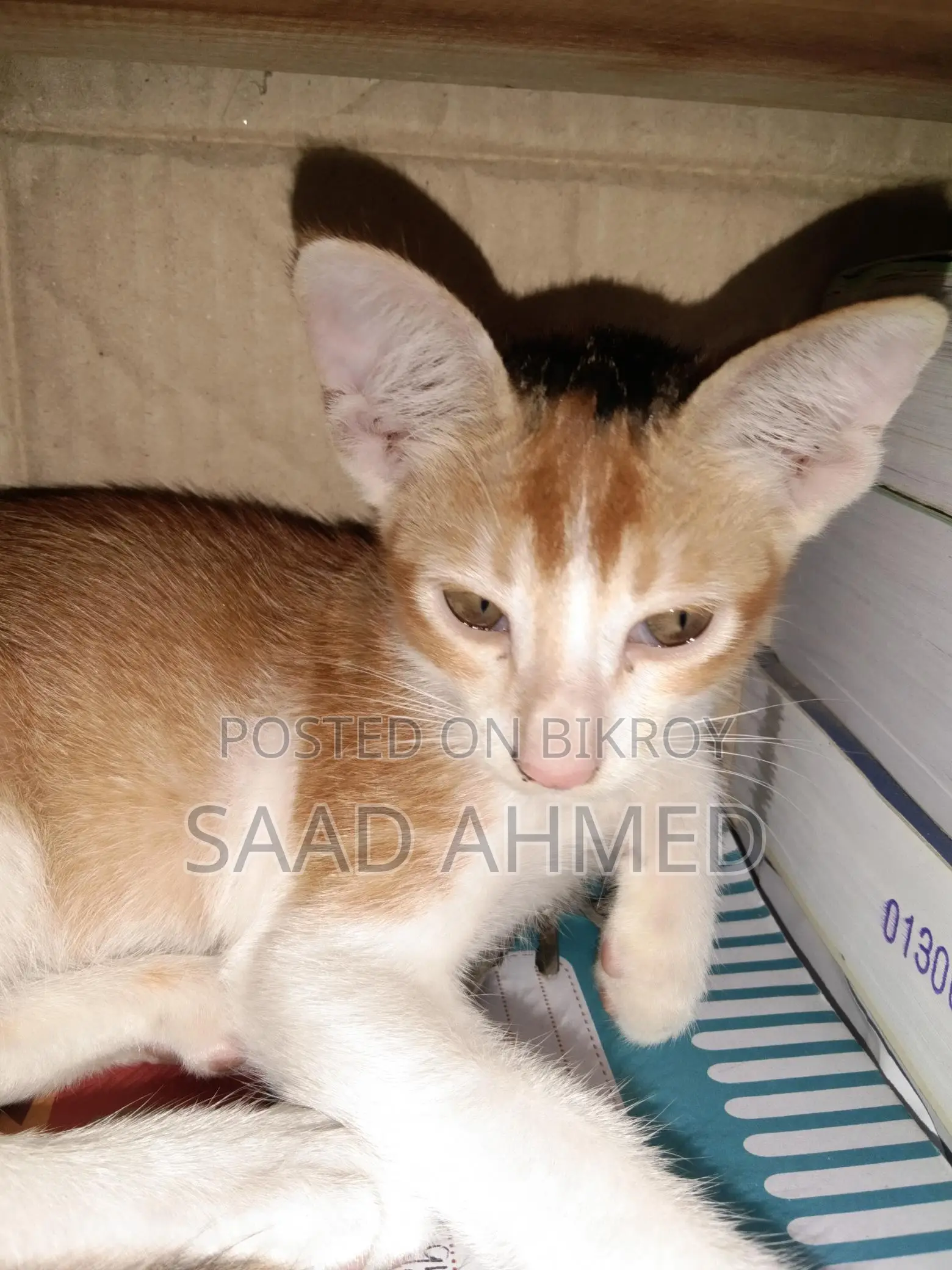 A Cat For Sale