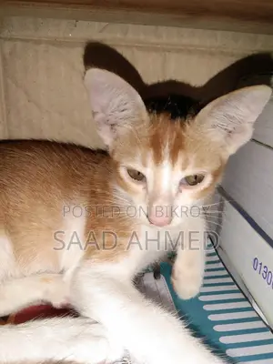 A Cat For Sale