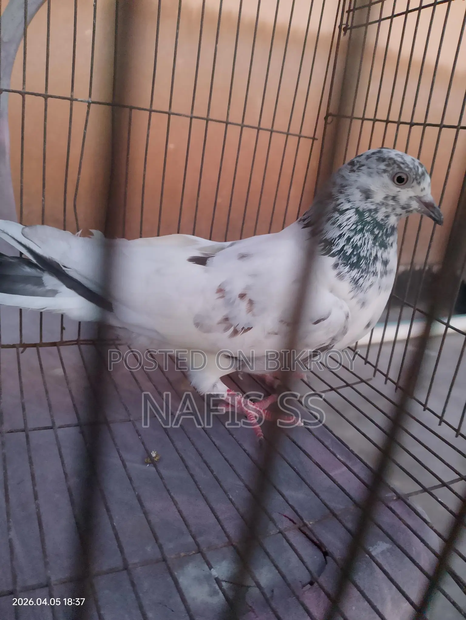 ২ টাই মাদি পাকিস্তানি ও নিলা চুটা