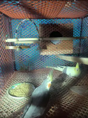 A pair of Cockatiel birds for sale with 4 eggs