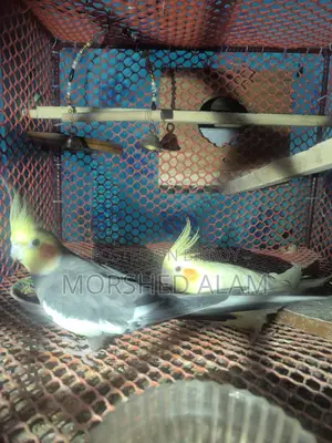 A pair of Cockatiel birds for sale with 4 eggs