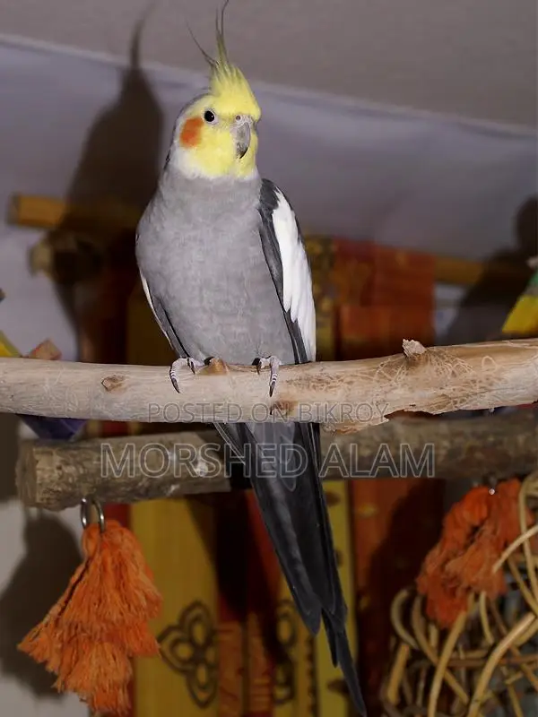 A pair of Cockatiel birds for sale with 4 eggs