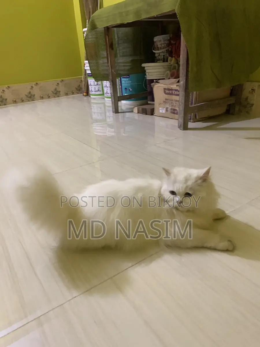 Original Female Persian Cat for Sale.