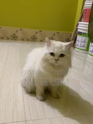 Original Female Persian Cat for Sale.