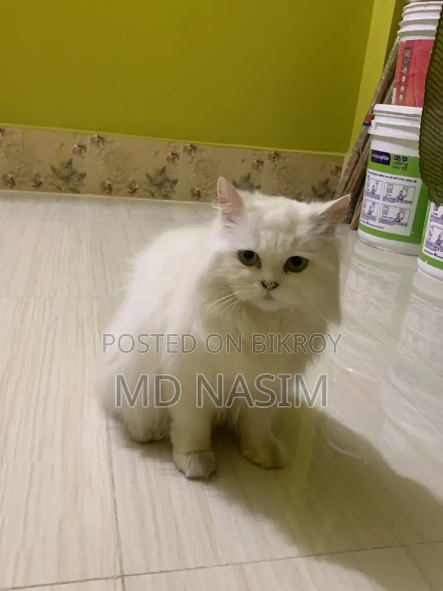 Original Female Persian Cat for Sale.