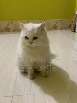 Original Female Persian Cat for Sale.