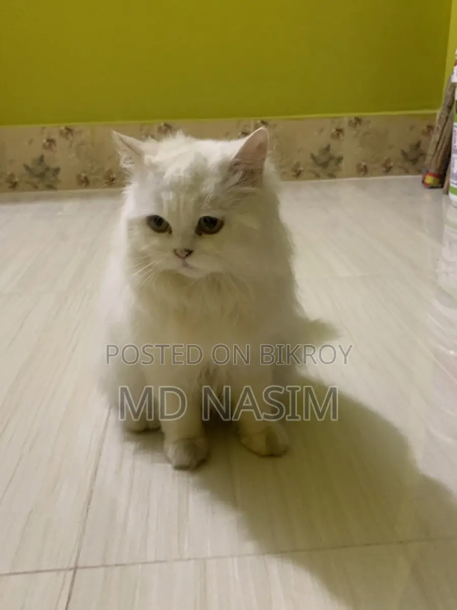 Original Female Persian Cat for Sale.