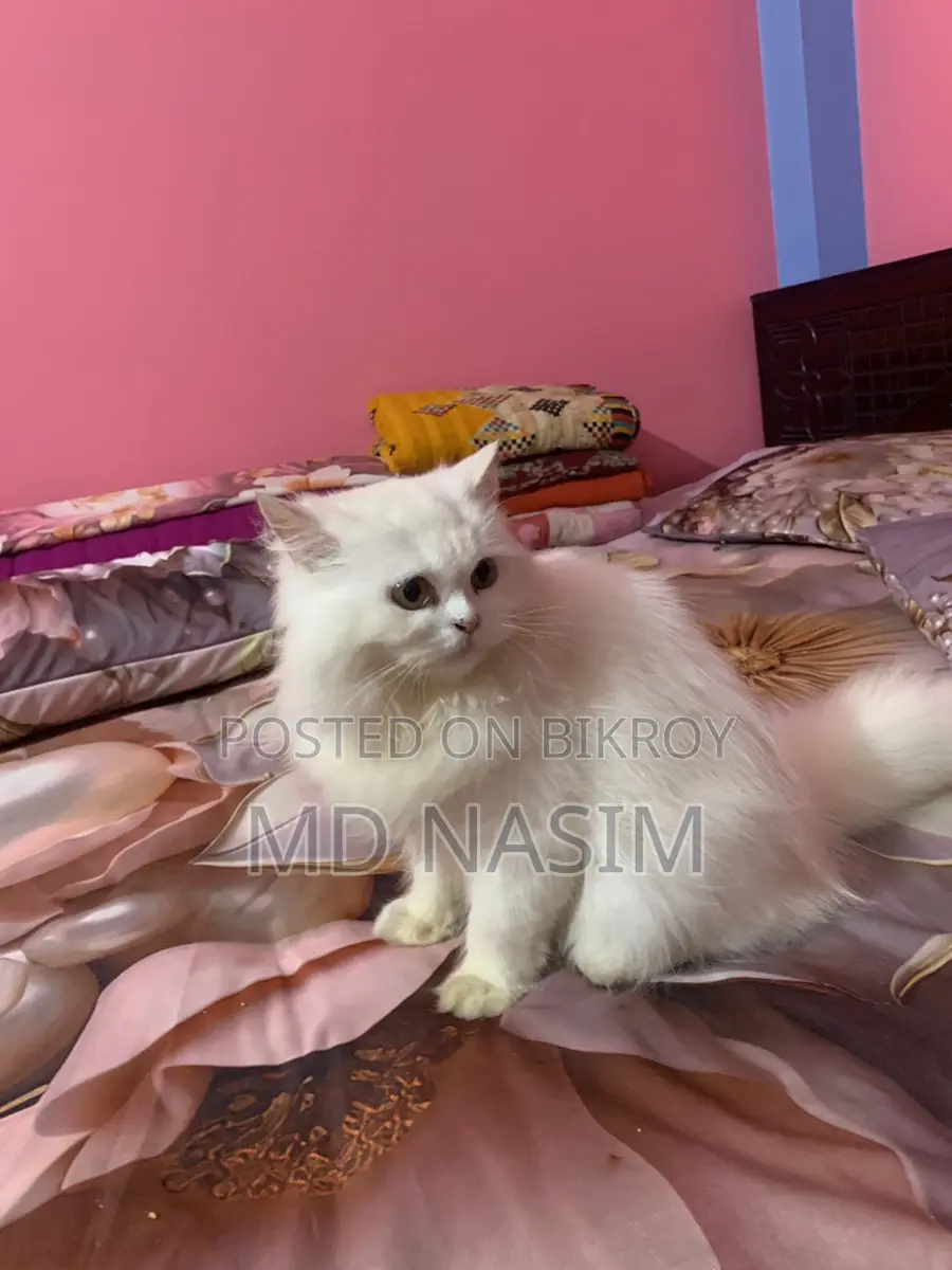 Original Female Persian Cat for Sale.
