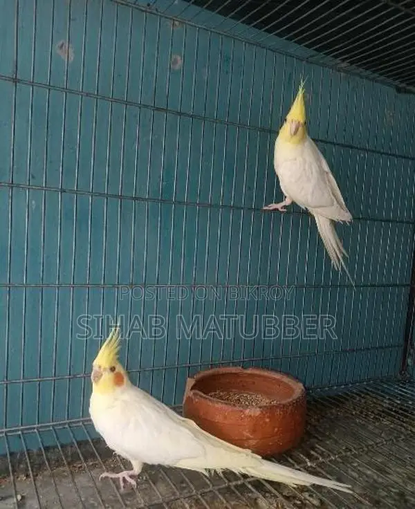 Adult Cockatiel Birds for Sale