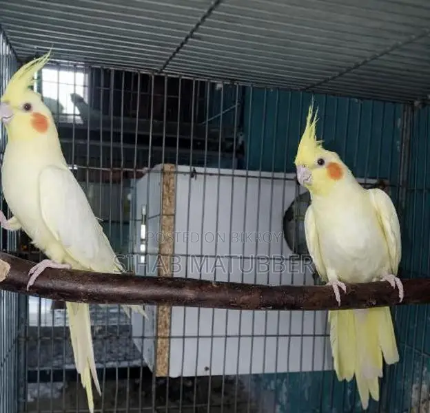 Adult Cockatiel Birds for Sale