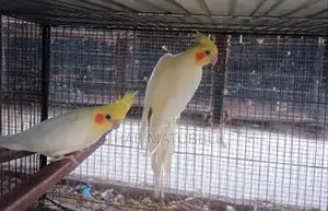 Adult Cockatiel Birds for Sale