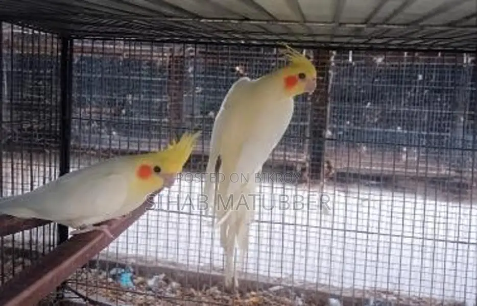 Adult Cockatiel Birds for Sale