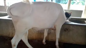 ১১৩ নং বকনা গরু ।