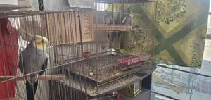 ককাটেল পাখি