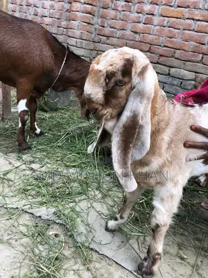 Best Value Goat Kid