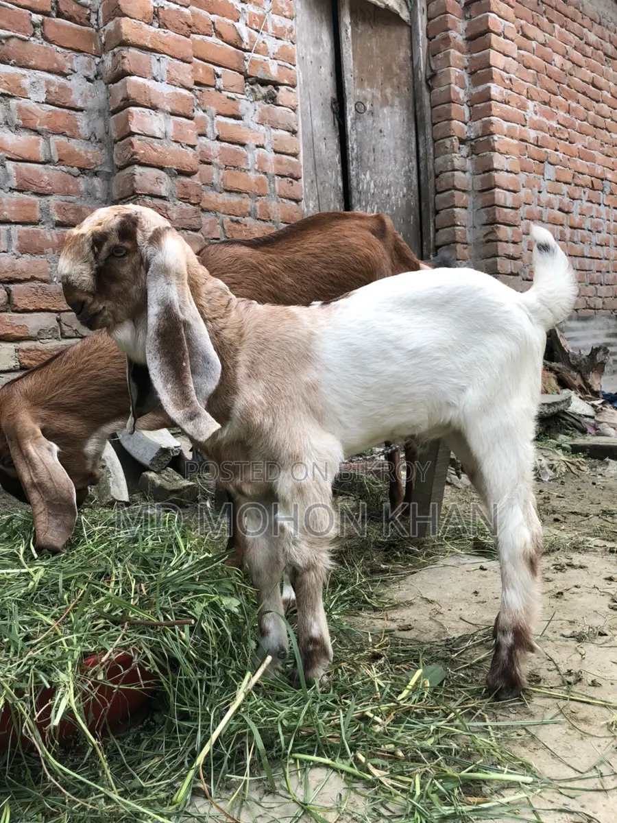 Best Value Goat Kid