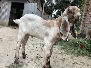 Best Value Goat Kid