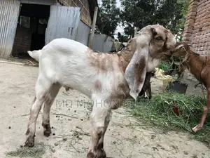 Best Value Goat Kid