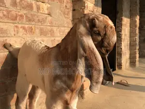 Best Value Goat Kid