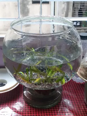 একুরিয়াম বিক্রি হবে