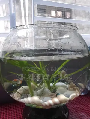 একুরিয়াম বিক্রি হবে