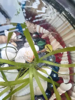 একুরিয়াম বিক্রি হবে