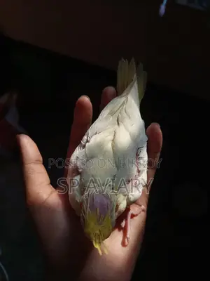 ককাটেল বেবি
